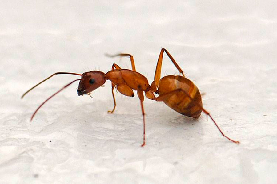 Заболевшие муравьи. Лесные муравье рыжая мирмика. Муравей. Рыжие муравьи. Мурашка муравей.